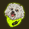 Robinhood Dog